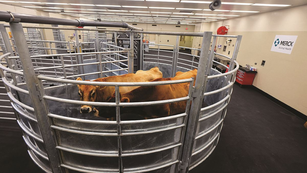 Investing in Animal Health: Companies Partner with K-State College of  Veterinary Medicine | Greater Manhattan Economic Partnership | Something  Special In-Between