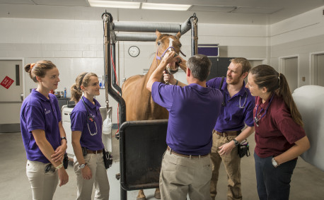 Veterinary medicine at Kansas State University